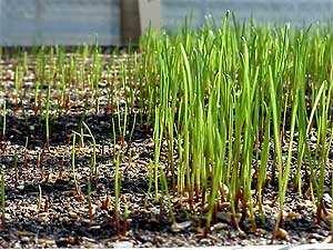 Anforderungen für die Rasenanlage Gebrauchsrasen/Hausrasen Bewässerung Die Keimung der Rasengräser in einer Mischung verläuft in unterschiedlichen Zeiträumen.