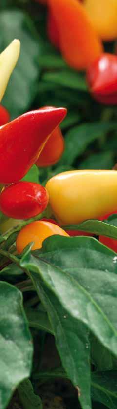 Chilis anbauen 18 Die richtige Sorte 22 Sortenvielfalt 26 Chilis selbst anbauen 32 Pflanzen und pflegen 34