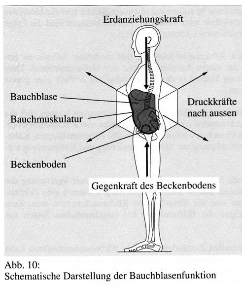 Bauchblase (Eingeweide) Die Wirbelsäule wird von vorne durch die tiefen Bauchmuskeln,