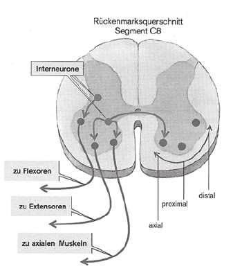 Zentrales Nervensystem Mögliche Einteilung Zentraler, steuernde Anteil peripher Anteil Zentraler, steuernde Anteil = Zentrales Nervensystem (ZNS) Gehirn Rückenmark Schmetterlingsförmige graue