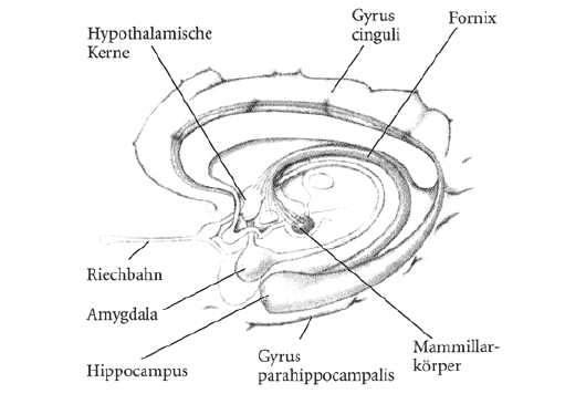 Großhirn besteht aus Großhirnrinde (Kortex) und Großhirnmark Modulation der Impulse aus Kortex, Koordination von Bewegung große Furche teilt es in zwei Hälften (Hemisphären) Kennzeichnend sind