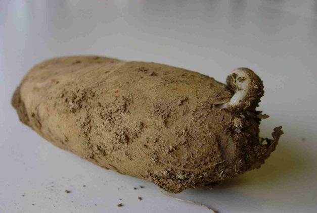 Schadbilder: Bild1: Gartenwegschnecke mit Fraßschäden an der Kartoffelknolle Bild 2: massiver Schneckenfraß an den Kartoffelknollen Wie die