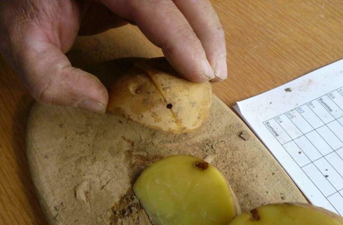 Günstige Bedingungen finden sie hauptsächlich in Kartoffeln und Mais. Aber auch in Getreide, Gräsern, Rüben und Raps kann sich dieser Schädling sehr gut entwickeln.