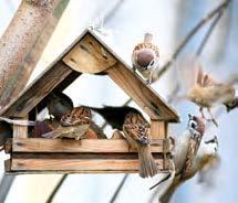 Dadurch, dass die Nüsse gehackt sind, kommen auch kleinere Vögel mit feinen Schnäbeln auf Ihre Kosten. Besonders Spatzen freuen sich über die Weizenkörner.