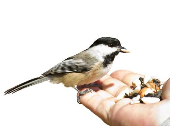 Erfahrung schafft Qualität: Ein Gewinn für Sie und Ihre gefiederten Nachbarn Liebe Naturfreunde, wer Vögel füttert, leistet einen Beitrag zum Schutz unserer vielfach bedrohten Vogelwelt.