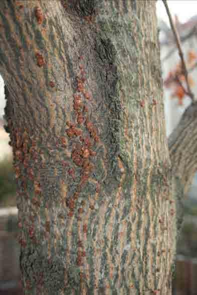 Rotpustelkrankheit Erreger: Nectria cinnabarina Die Rotpustelkrankheit ist eine typische Erscheinung an Laubgehölzen in Parkanlagen und an frisch gepflanzten Straßen- und Alleebäumen.