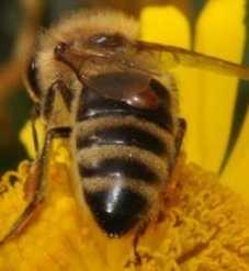 Alter Tage Königin Biene 1 befruchtetes Ei 2 3 4 5 6 Fütterung mit Königinnenfuttersaft Fütterung mit