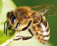 Schlimmer wird es, wenn eine Wespe tatsächlich mit dem Eis zusammen in den Mund-Rachen-Raum gelangt. Sie reagiert aus Angst und sticht zu.