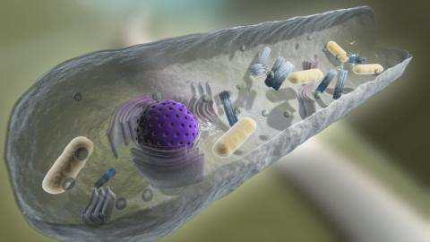 Myzel Pilzliche Zelle Mitochondrium