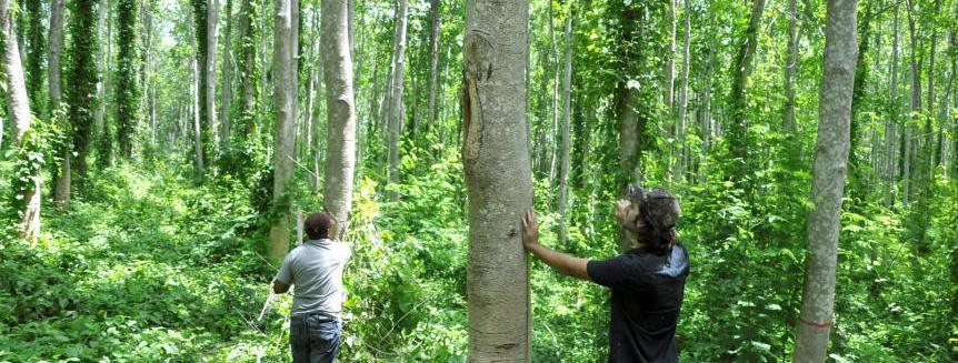 Rohstoff Holz Forstprojekt am Rio Magdalena, Kolumbien Schnellwachsende Baumart