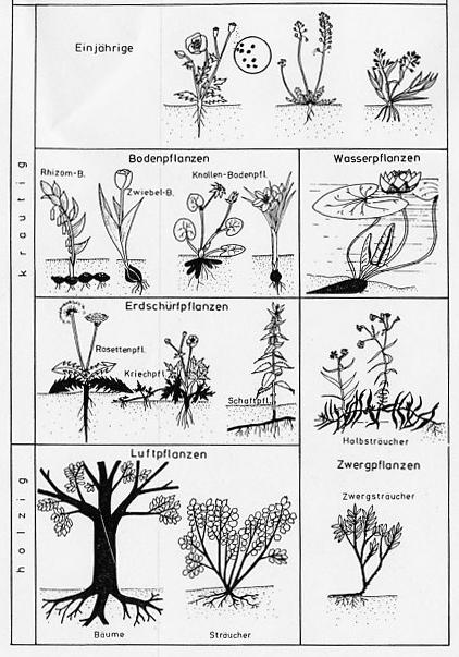 Lebensformen (=Gestalttypen) bei Pflanzen nach Raunkiaer Welche Lebensformen werden bei Pflanzen unterschieden?
