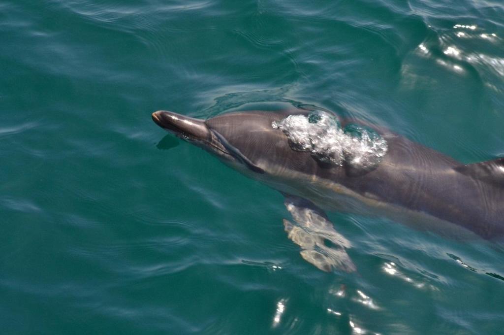 Wale und Delfine in der Strasse von Gibraltar In Zusammenarbeit mit der Schweizer Stiftung firmm Kantonsschule