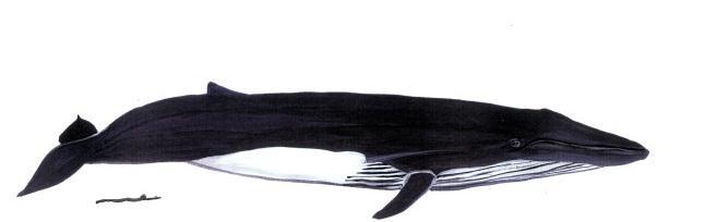 In der Strasse von Gibraltar kommt genau eine Bartenwalart vor. Das ist der Finnwal und er gehört zur Familie der Furchenwale.