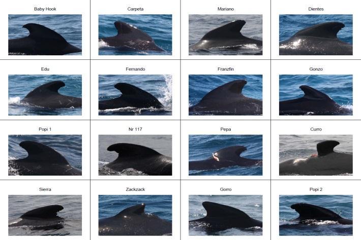 3 Die Stiftung firmm Die Stiftung entstand mit dem Ziel, die Wale und Delfine in der Strasse von Gibraltar zu schützen und zu erforschen.