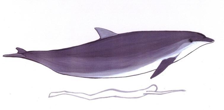 Delfin). (Carwardine Mark, 2008: 178-179) Dennoch kann man auch ihn in der Bucht von Algeciras antreffen. 2.2.3 Der Grosse Tümmler Tursiops truncatus Der Grosse Tümmler ist einer der bekanntesten Delfine.
