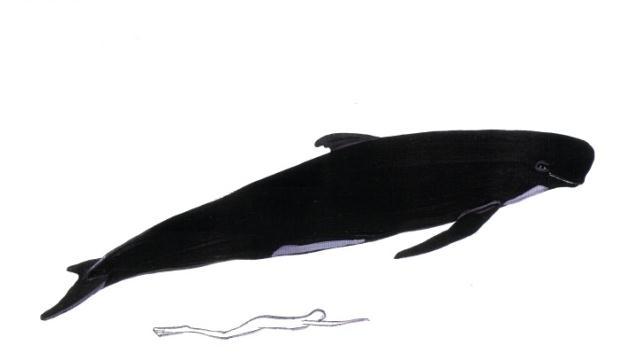 Unterseite der Fluke ist ebenfalls weiss (Abb. 10). Oberhalb der Augen hat der Orca seinen typischen, weissen Fleck. Zudem unterscheiden sich Weibchen und Männchen deutlich voneinander.