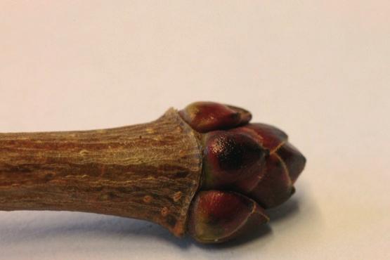 Sapindales, Sapindaceae: Acer platanoides - Spitz-Ahorn Knospen gegenständig; ohne Dornen; nur ein Knospentyp; junge Zweige weder rot noch grün; unbehaart, Zweige ohne auffällige Korkwarzen; Knospen