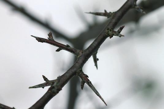 Rosales, Rosaceae: Prunus spinosa - Schlehe Knospen wechselständig; mit Dornen; Dornen nicht paarig; junge Zweige +- kahl