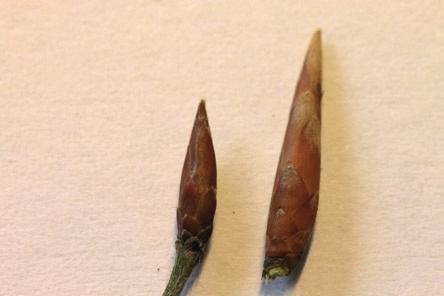 Fagales, Betulaceae: Carpinus betulus - Hainbuche linkes Bild: Vergleich Hainbuche (links) mit