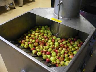 im Anhänger) haben wir 450 kg ungespritzte Äpfel aus dem Dortmunder Raum, die wir in den letzten Tagen gesammelt haben.