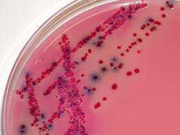 Was sagen die Keimgehalte aus? Krankheitserreger: - Salmonellen gehören zu den Enterobacteriaceae skriterium der VO (EG) Nr.