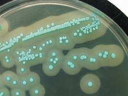 Was sagen die Keimgehalte aus? Krankheitserreger: - Listeria monocytogenes ubiquitär vorhanden, sehr anspruchslos, mögen Feuchtigkeit skriterium der VO (EG) Nr.