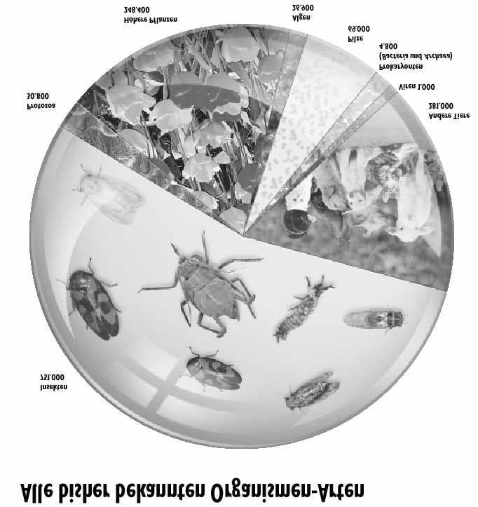 Artenvielfalt In jeder Insektenart dürfte ein neues Bakterium zu finden sein... Der Artbegriff ist bei Prokaryoten problematisch. Abb: R.