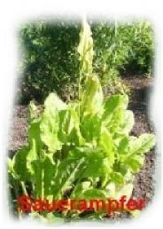 Doldenblütler (Umbelliferae) Möhre, Zuckerwurzel, Pastinake, Petersilie, Sellerie, Fenchel, Kerbelrübe, Gartenkerbel, Zuckerwurzel, Anis, Koriander, Kümmel, Liebstöckel, Dill.