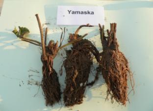 Gesamtertrag pro Pflanze: 552,08g (T), 838,30g (F) Handelsfähiger Ertrag: 443,58 g (T), 740,29g (F) 'Yamaska' gehört zu den spät reifenden Sorten und hat sich am Markt etabliert.