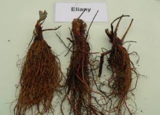 Gesamtertrag pro Pflanze: 492,69g (T), 675,40g (F) Handelsfähiger Ertrag: 455,17g (T), 636,25g (F) 'Elianny' gehört zu den frühen Sorten. Die Pflanzenausfälle von 13% bzw.