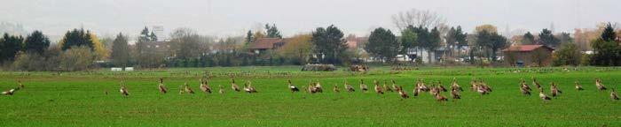 3 Gänse nehmen in Bayern zu Die Bestände von Graugänsen, Kanadagänsen und neuerdings auch Nilgänsen nehmen in Bayern zu. Viele Menschen freuen sich über die Beobachtung von Wildgänsen.