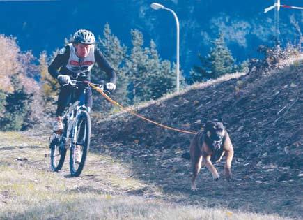 sport:zeit Sportarten vor den Vorhang Ein erfolgreiches Duo aus Liechtenstein : Canicross ist ein dynamischer Sport, bei dem die Läufer mit ihren Hunden ein Team bilden und den vorgegebenen Parcours