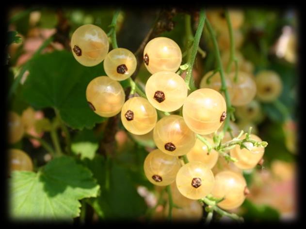 Zitavia -Weiße Johannisbeere- Früchte mittelgroß bis groß, unerreicht süß und aromatisch!