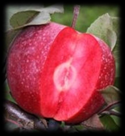 Baya Marisa Tafelapfel Die Fruchtsensation! Mittelgroßer, leuchtend roter Apfel. Von der Schale bis zum Kernhaus durchgehend rot gefärbt!