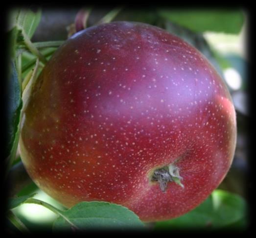 Summerred -Tafelapfel- Mittelgroßer, hochgebauter Apfel, leicht berostet. Fruchtfleisch grünlich, mittelfest, feinzellig. Saftig, leicht säuerlich, mild gewürzt.