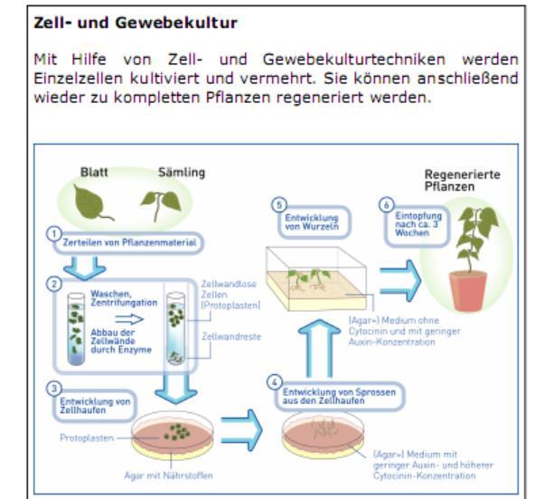 Beispiel 1: Massenvermehrung durch Zell- oder Gewebekulturen: Beispiel Zierpflanzen