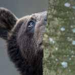 Mythos Braunbär Der Bär hat den Menschen schon sehr früh fasziniert. Drehen wir das Rad der Zeit zurück und stellen uns Menschen, Jäger, vor 15.000 Jahren vor.