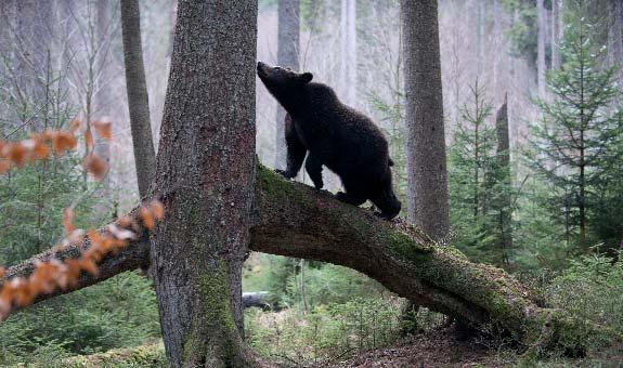 Forstarbeiter trafen und treffen noch immer manchmal auf Braunbären.