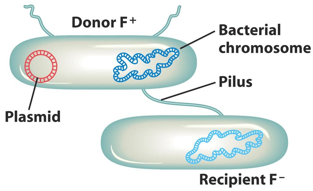 5. Wie liegt der F-Faktor in Hfr-, F+, F- und F -Stämmen vor? F-Faktor: Die Fähigkeit genetisches Material auf andere Bakterien zu übertragen.
