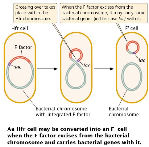 In F -Stämmen wurde der F-Faktor wieder aus dem Hfr-Chromosom