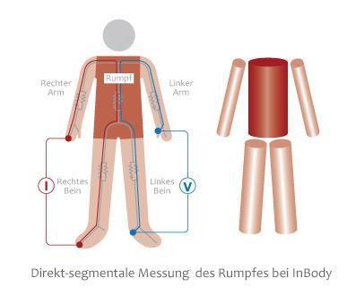Die Bioimpedanzanalyse ist eine von Wissenschaftlern weltweit anerkannte Messmethode zur Ermittlung der Körperzusammensetzung.