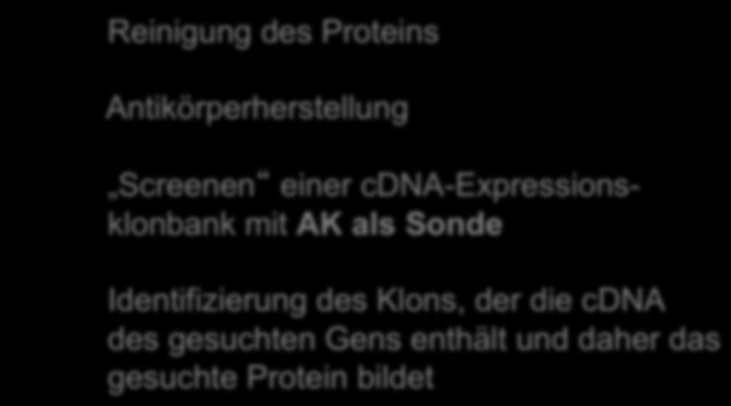 Der biochemische Weg Voraussetzung: Das Genprodukt (Protein) muss bekannt sein!