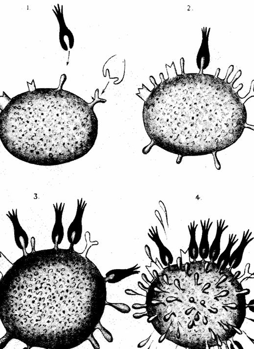 1.2 B Zellen sind die Träger der humoralen Immunität Am Beispiel der Diphterie und des Tetanus zeigte Emil von Behring im Jahre 1890, dass spezifische (humorale) Immunität durch einen Bestandteil des