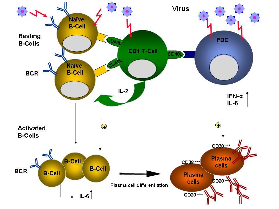 Diskussion 88 Abbildung 4.2.1 PDCs induzieren Plasmazelldifferenzierung durch IFN-α und IL-6 Auf Virusstimulation sezernieren PDCs IFN-α und IL-6.