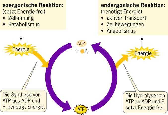 2 Rolle des ATP bei der biochemischen