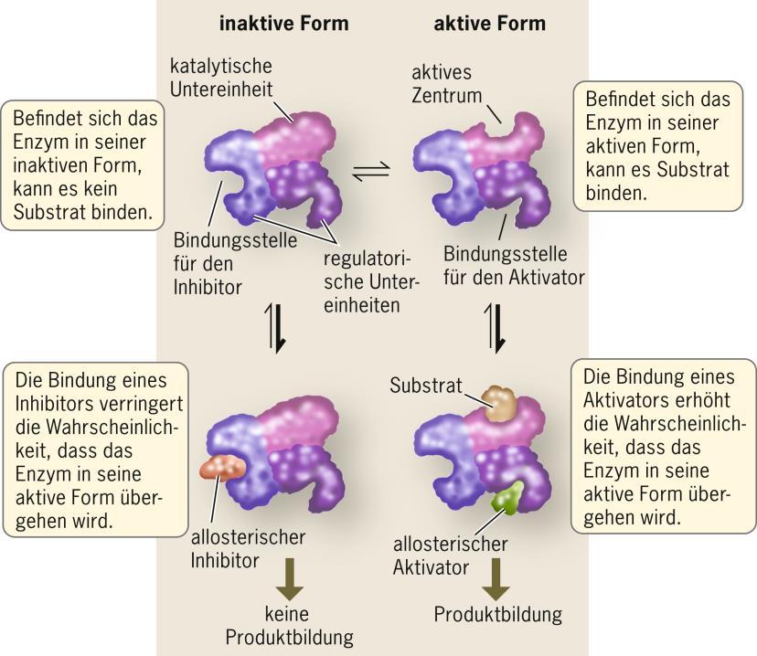 5 Wie wird Enzymaktivität reguliert?