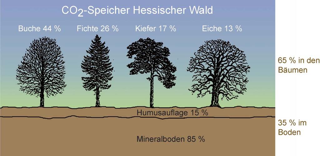 -Reduktion durch Waldaufbau Im Hessischen Wald sind 150 Mio.