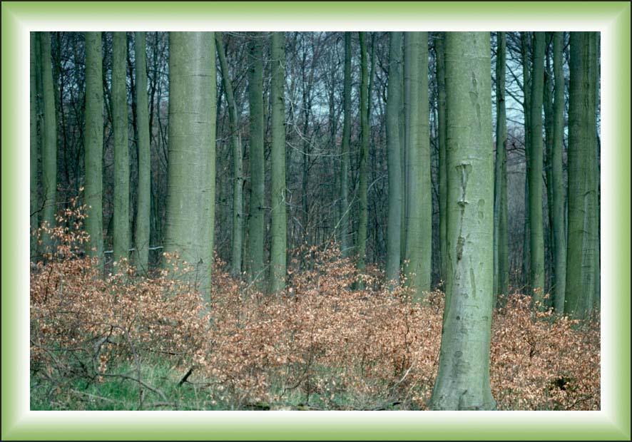 Wald & Holz in Hessen - Leistungen nachhaltiger