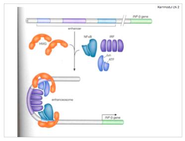 Beispiel 1: Der Histon Code am INF ß -locus Spezifische Transcriptionsfaktoren