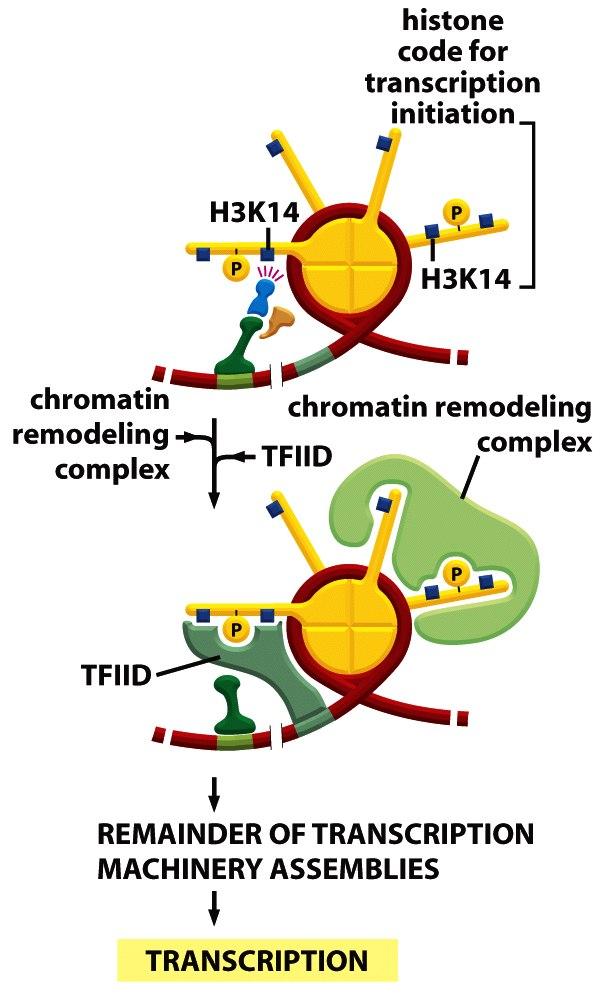 Schritte zur Aktivierung der Genexpresion am INF-ß Lokus Diese Modifikationen werden gelesen : Der Chromatin Remodelling Faktor SWI/SNF wird über H4 K8 und H3K9 und H3K14 rekrutiert.